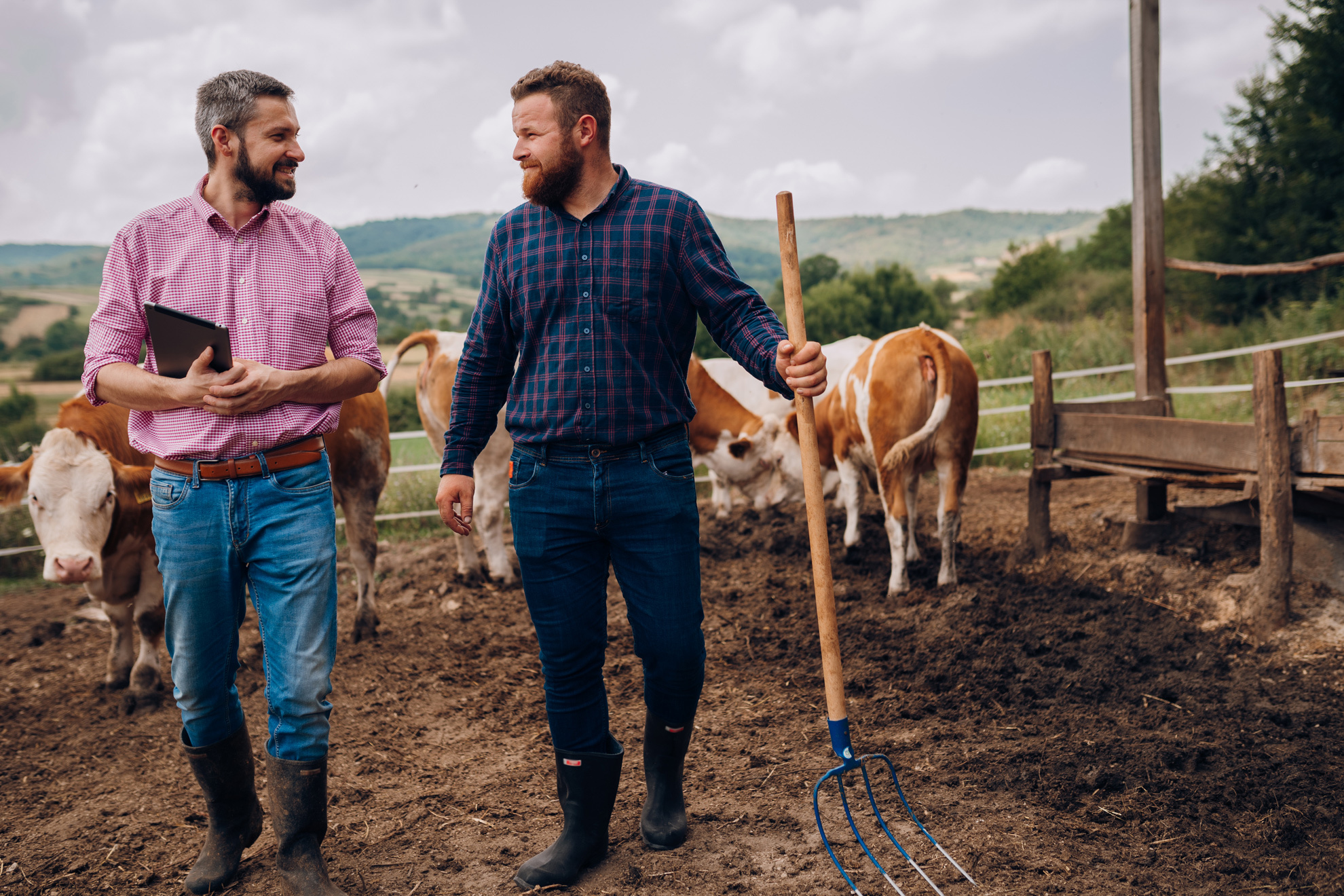 Two men chatting on a farm with cows in the background